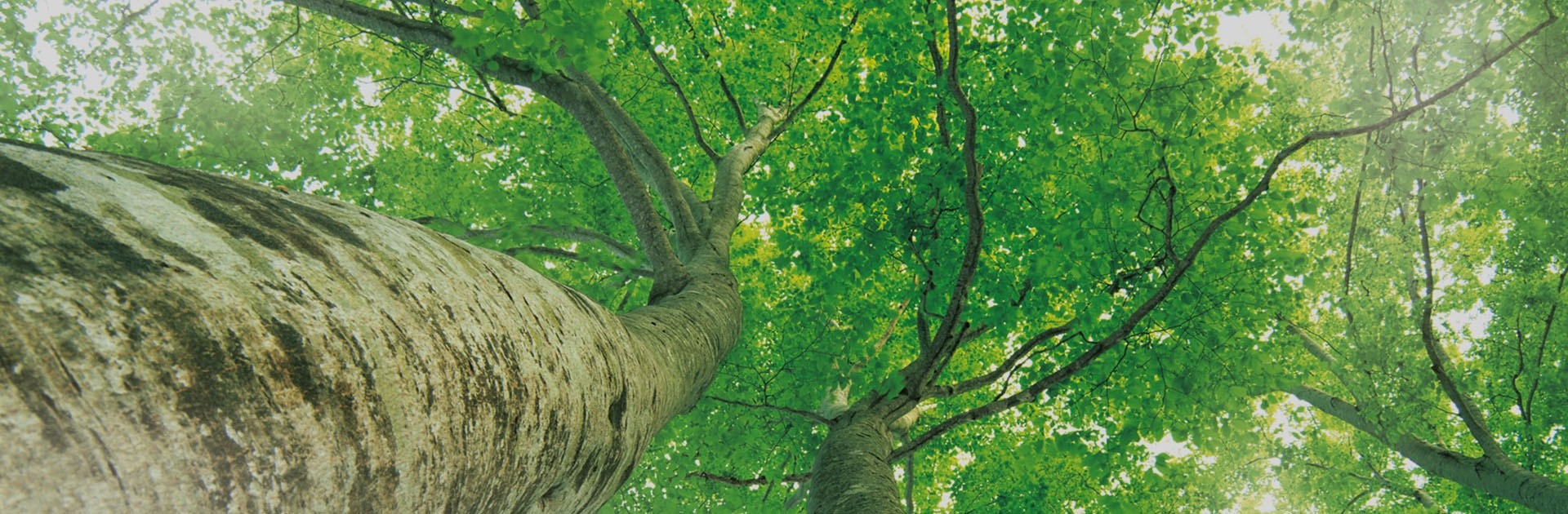 SBOBET利记·(中国集团)官方网站